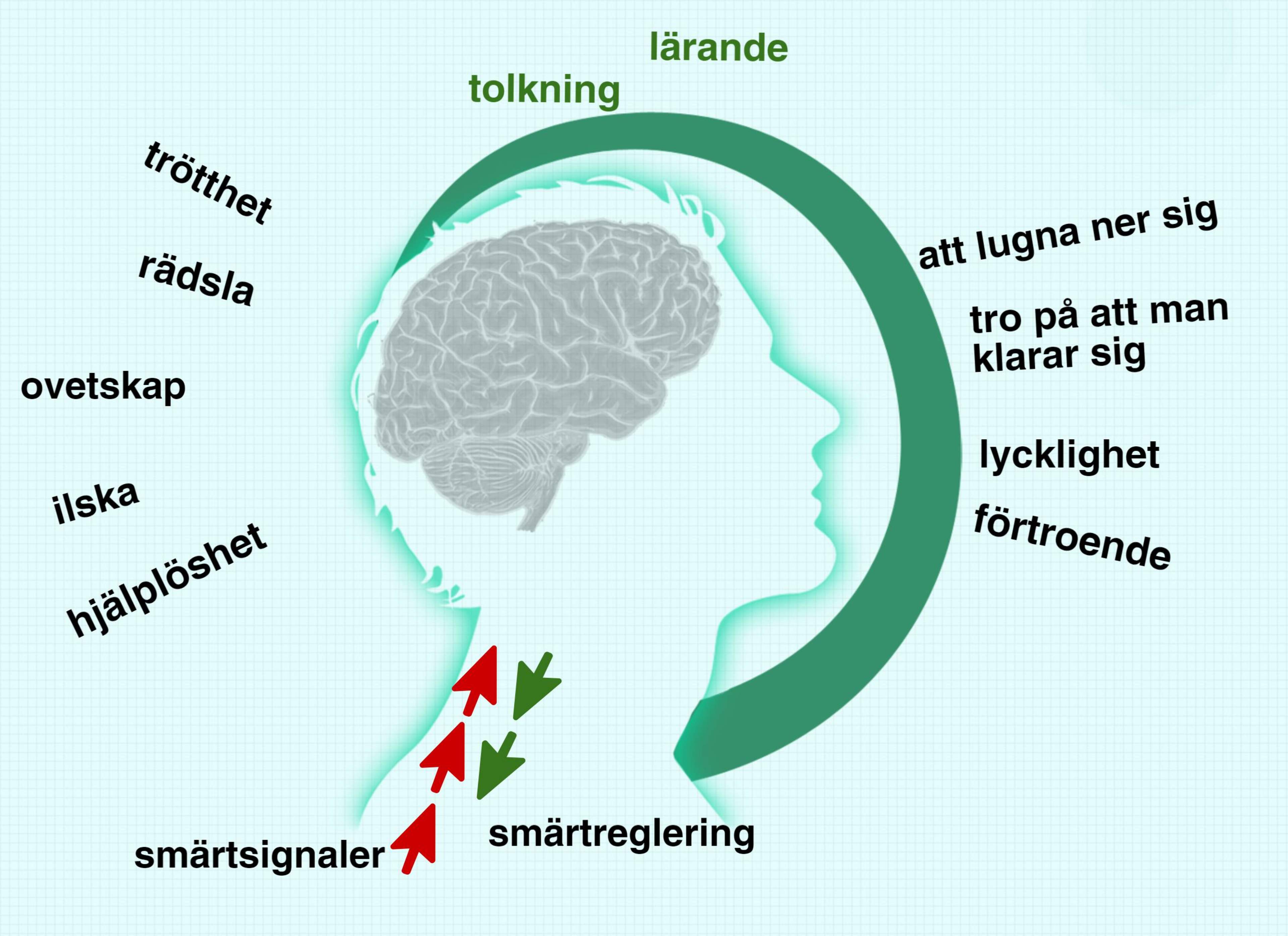Känslorna och de tankar som väcks påverkar behandlingen av smärtsignalerna i hjärnan och smärtregleringssystemets funktion.