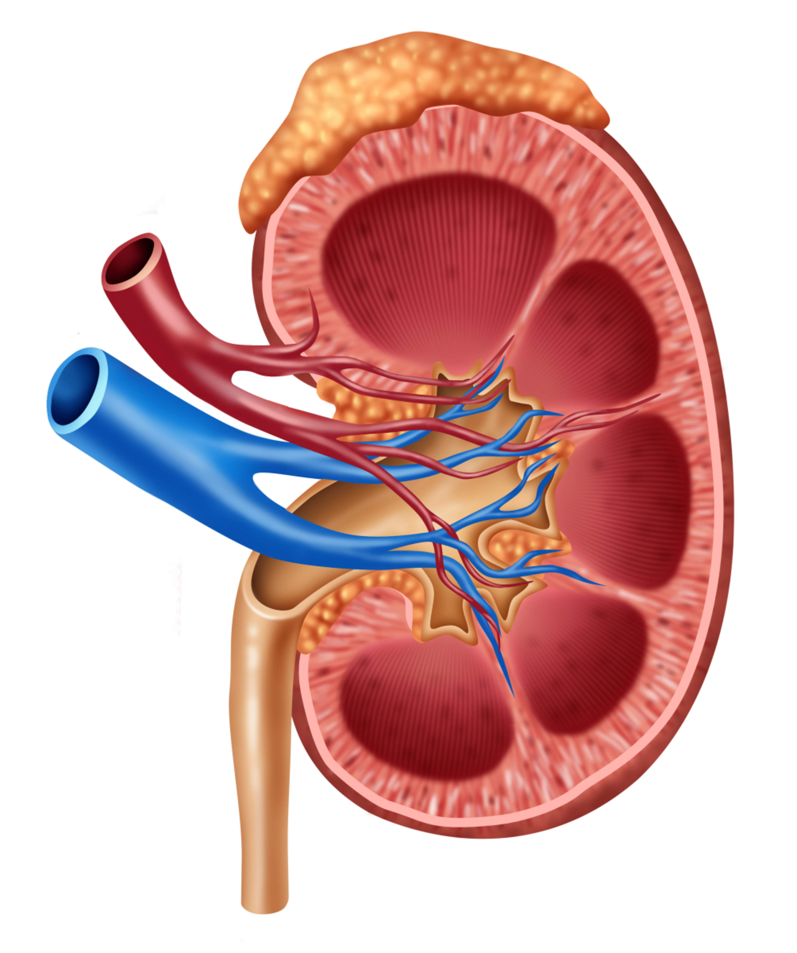 The image displays the anatomy of the kidney as well as the renal artery, renal vein, the adrenal gland located on top of the kidney, and the ureter, through which urine accumulated in the renal pelvis is transported to the urinary bladder.