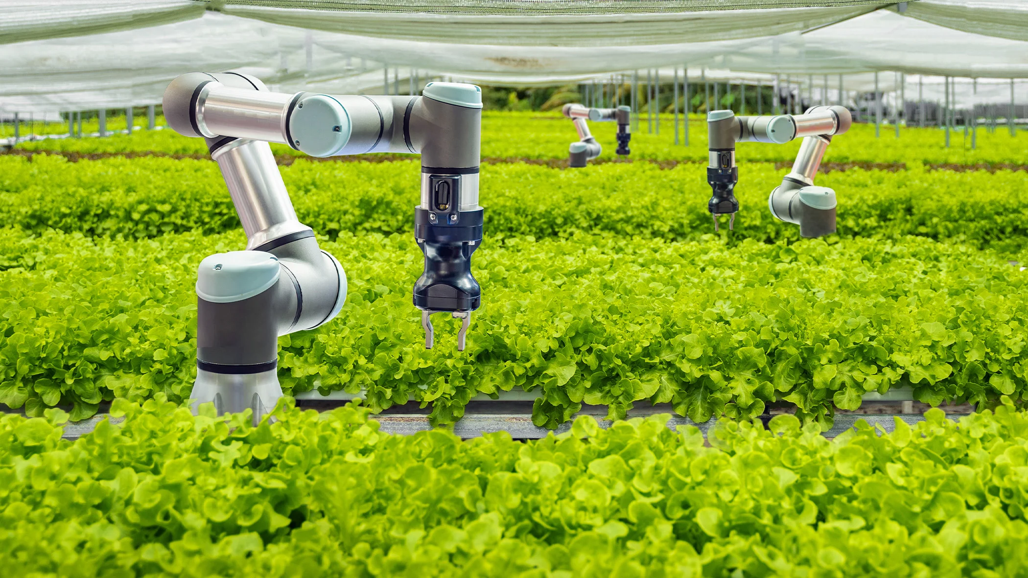 Smart-Farming-Roboter helfen bei der Pflege eines Gewächshauses