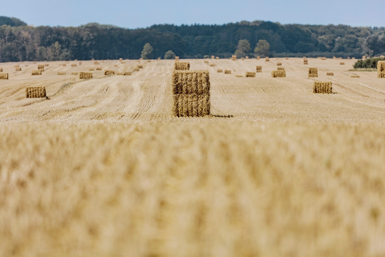 Heuballen auf einem Feld