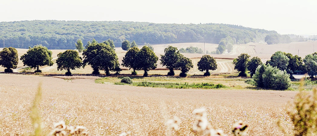 Bäume auf Feld