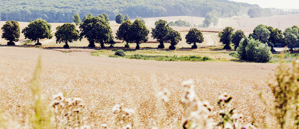 Bäume auf Feld