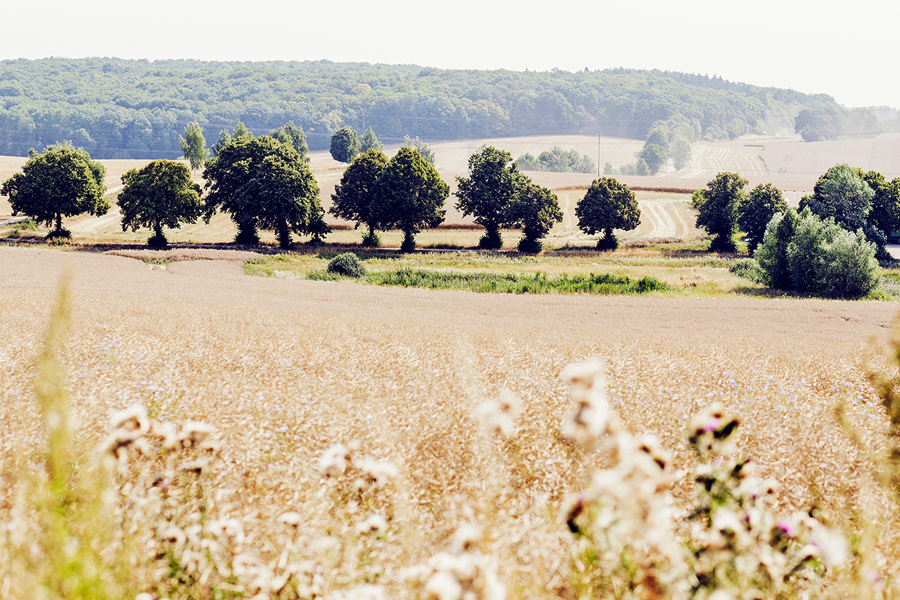 Ein Feld der Bodenfonds GmbH nahe Penzlin