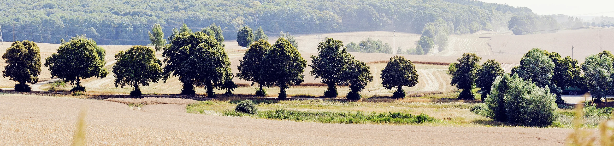 Bäume auf Feld