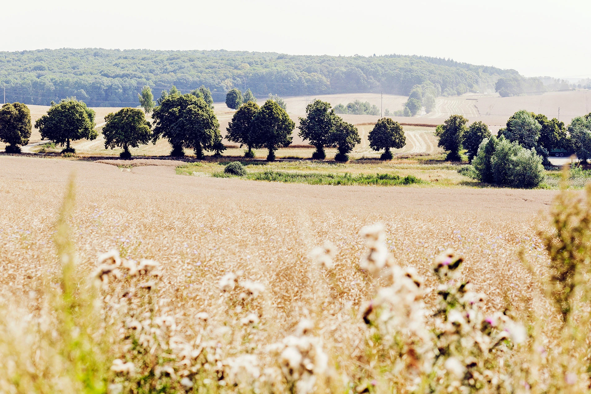 Bäume auf Feld