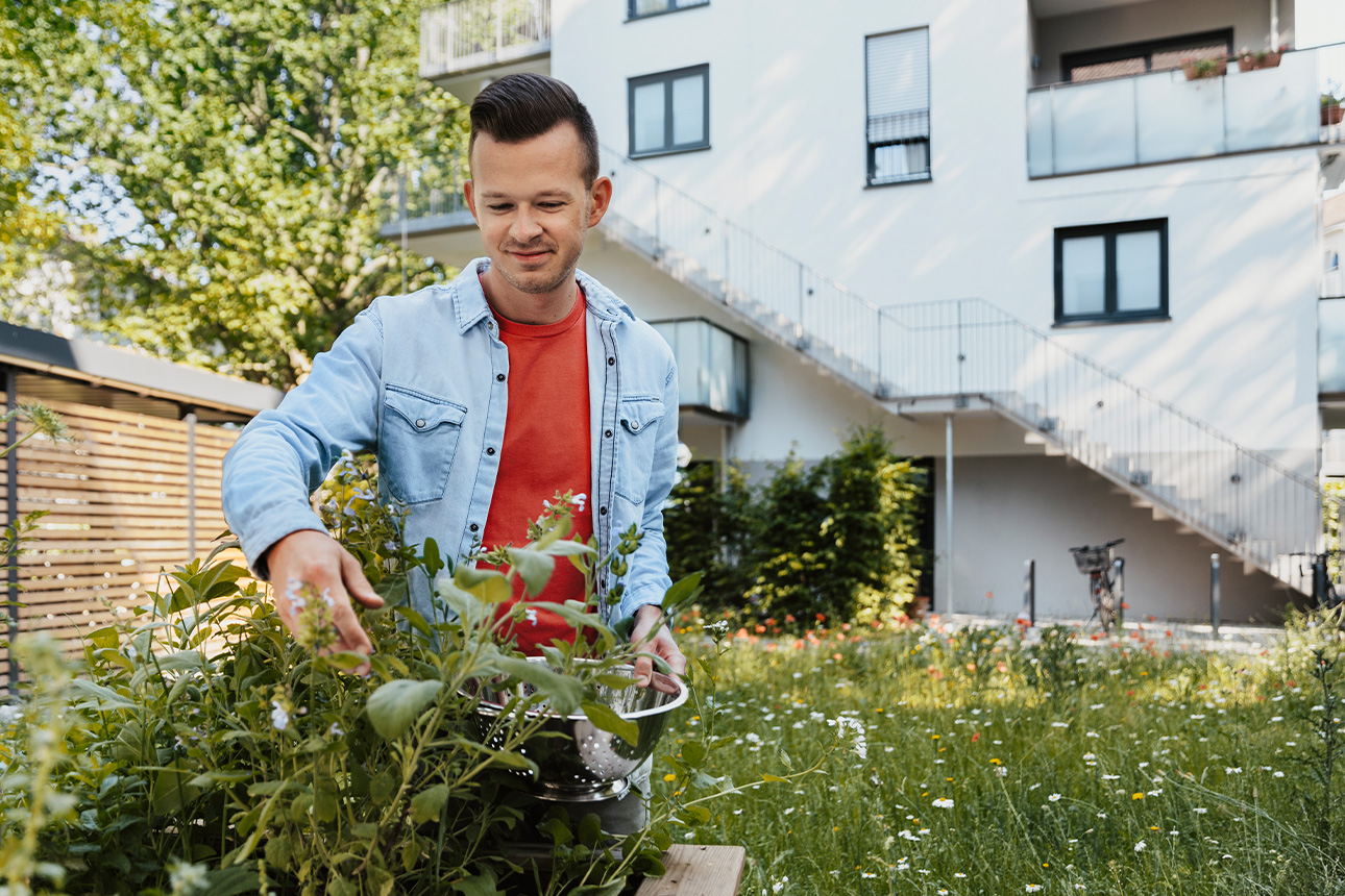 Mann erntet Kräuter aus dem Gemeinschaftsgarten