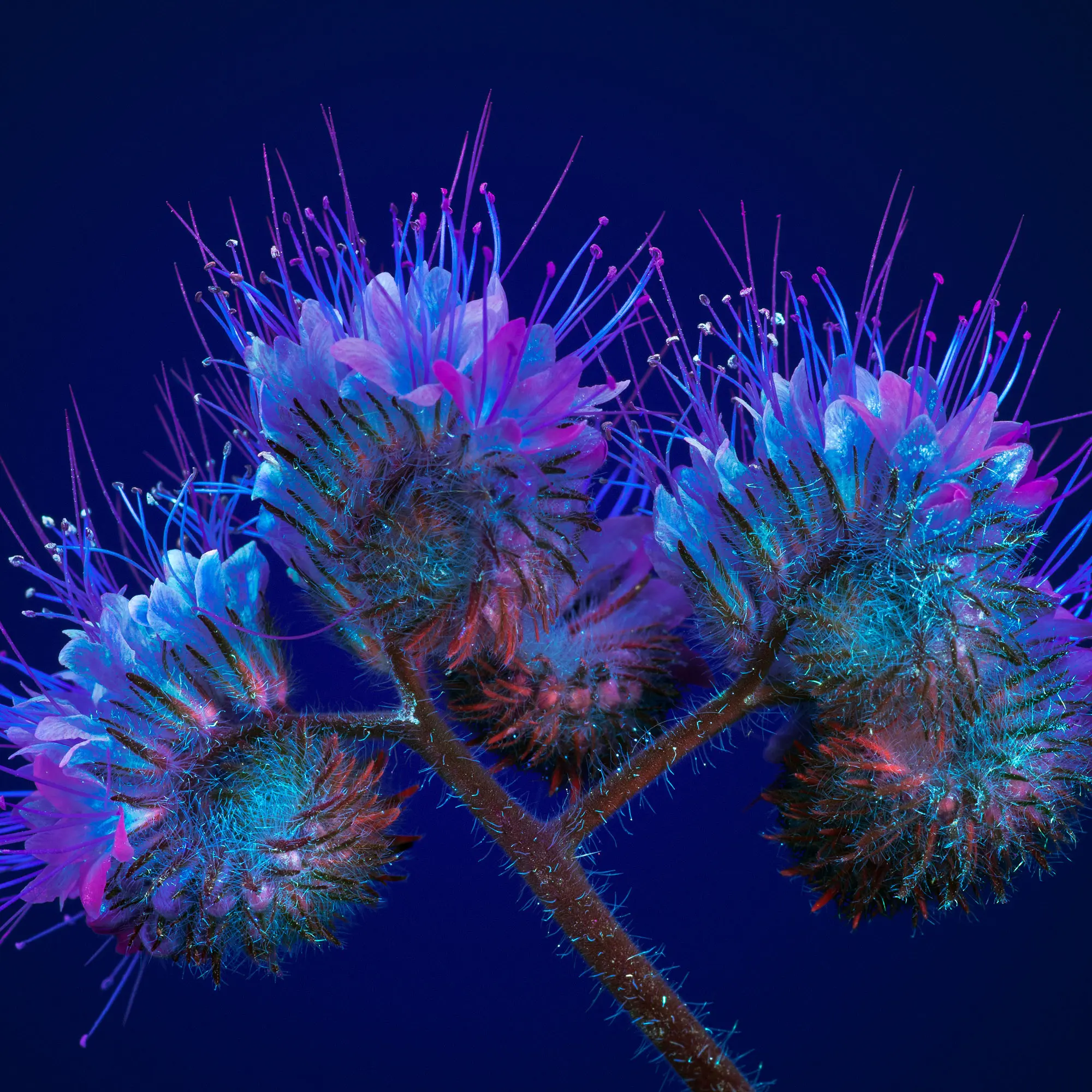 Lacy-Phacelia final RGB-mobile