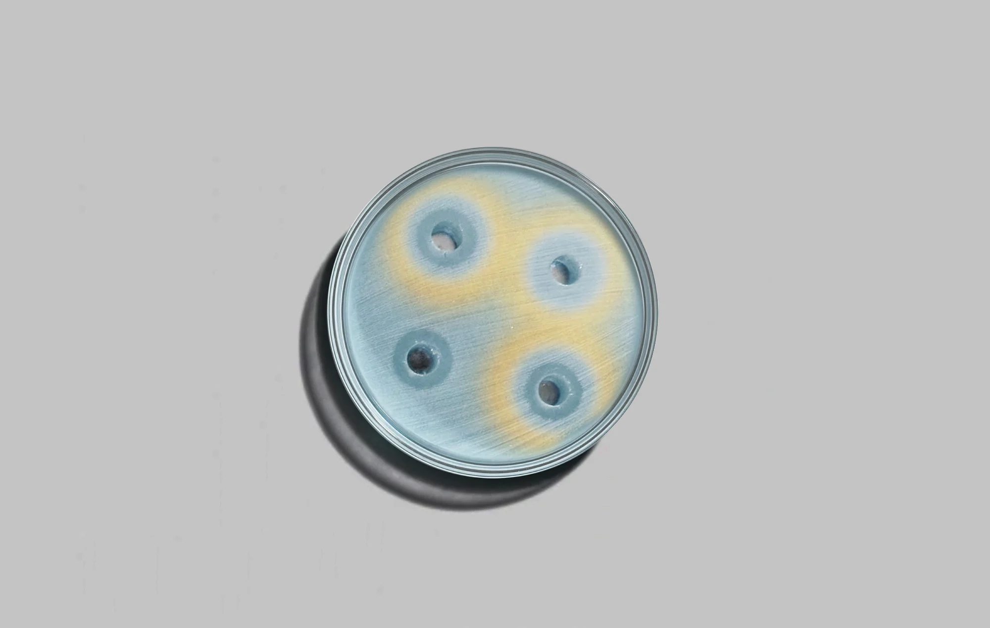 Petri Dish From Book