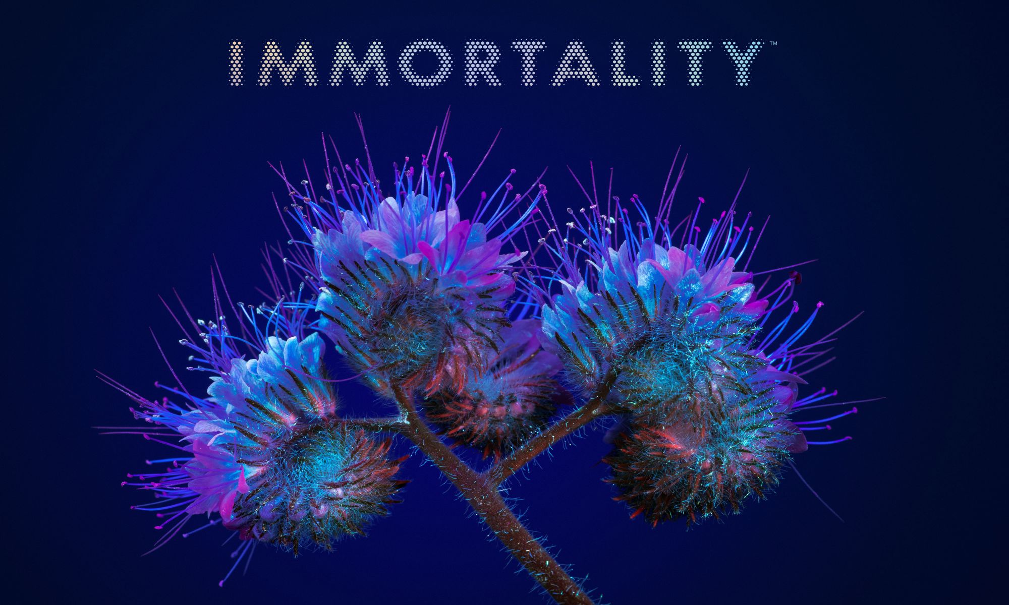 IMMORTALITY 80