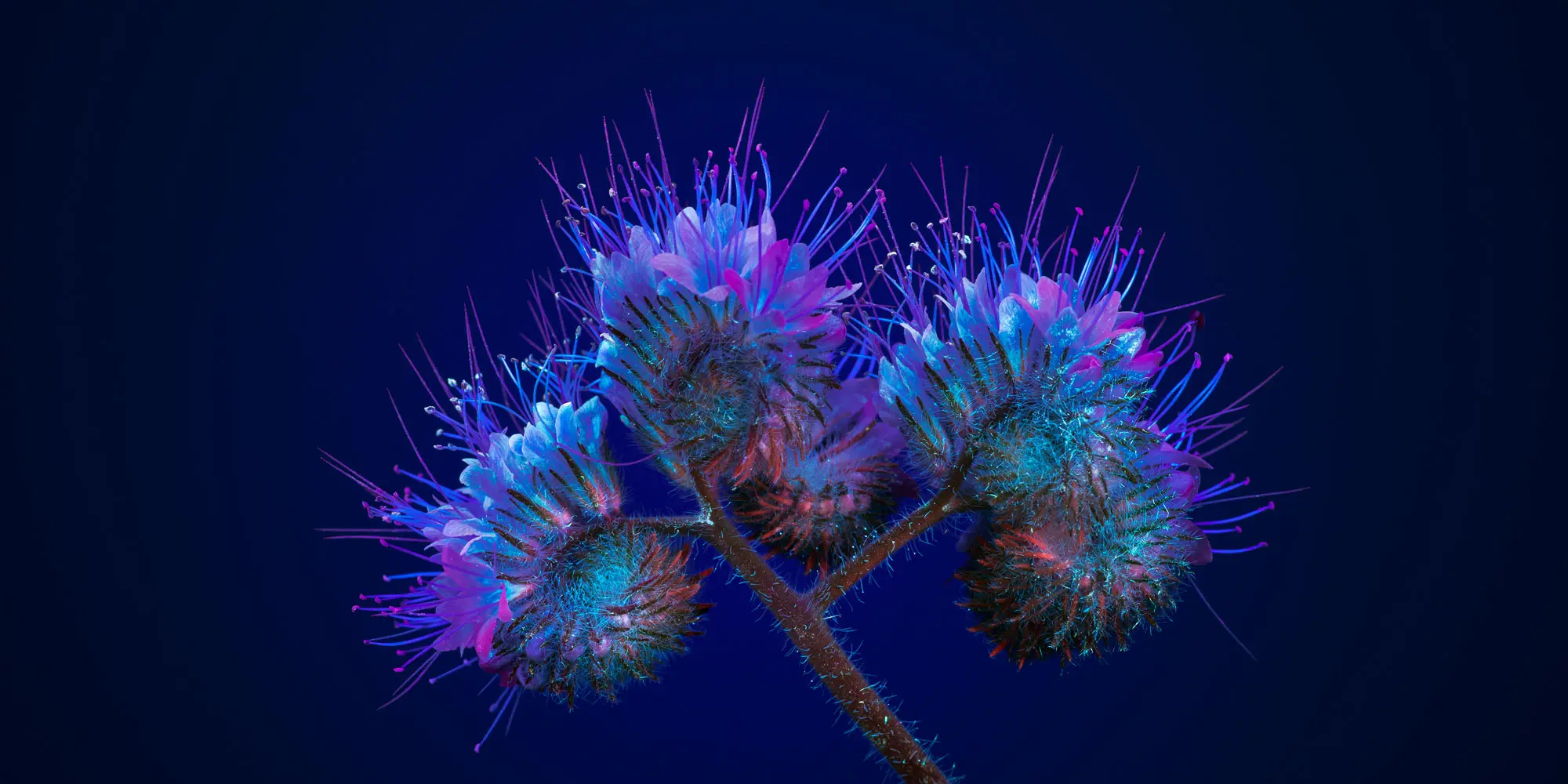 Lacy-Phacelia final RGB