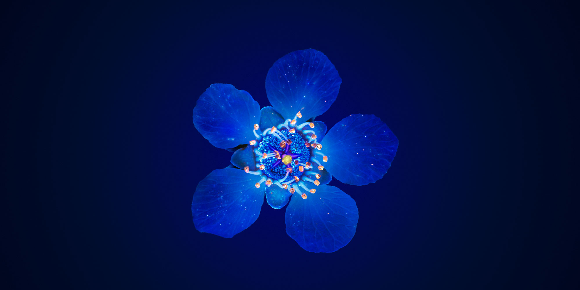 Manuka flower in UV RGB_web 