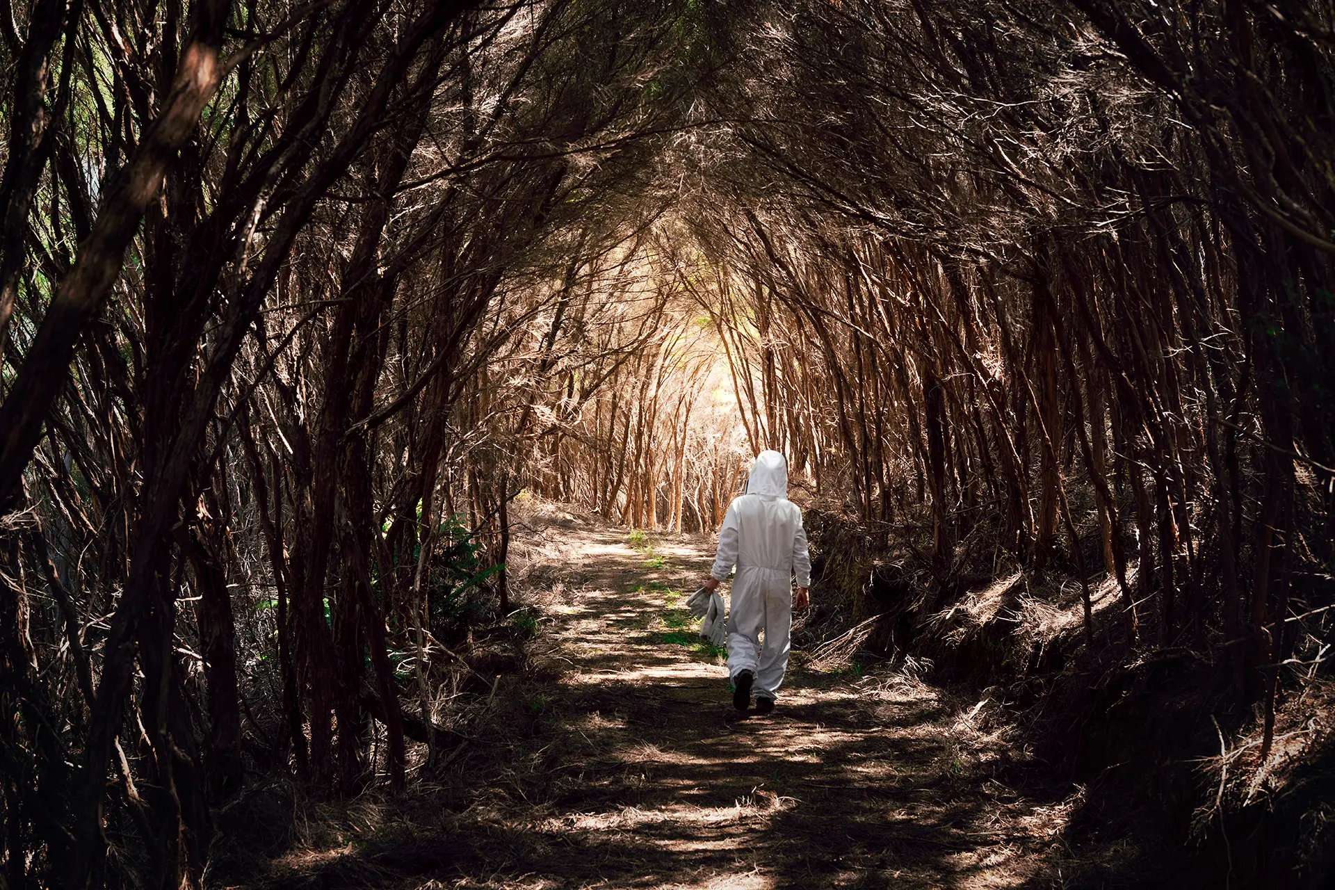 Beekeeper walking in a mānuka tree covered path. (webp)