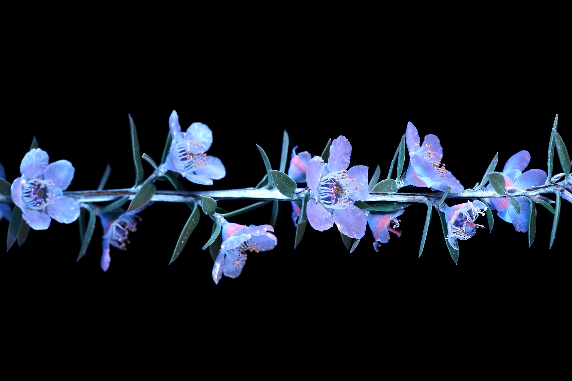 DSC04069 manuka stem