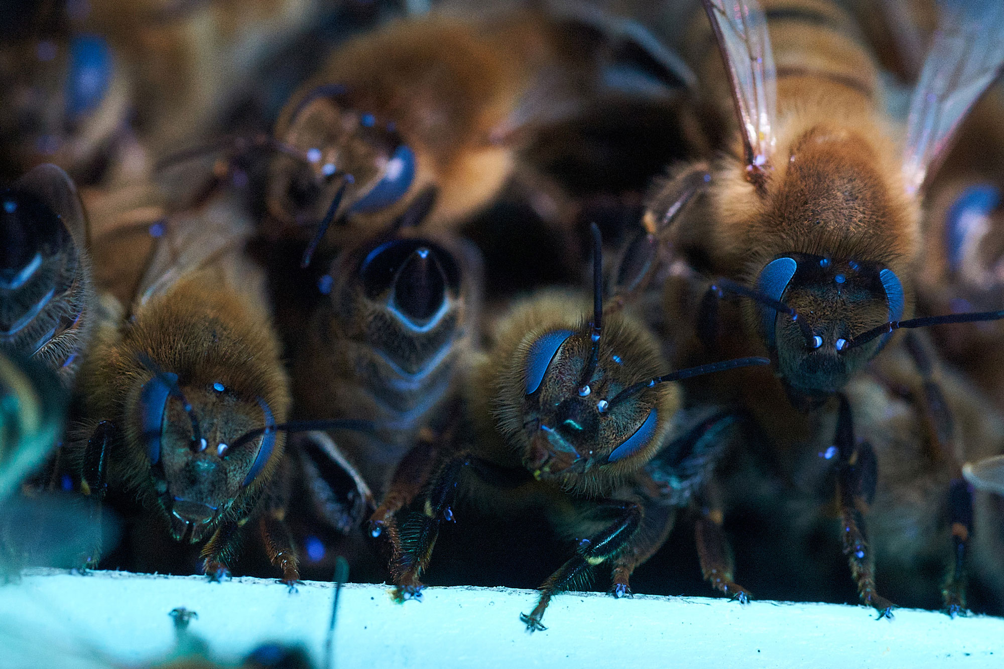 World-Honey-Bee-Day-Header-Image