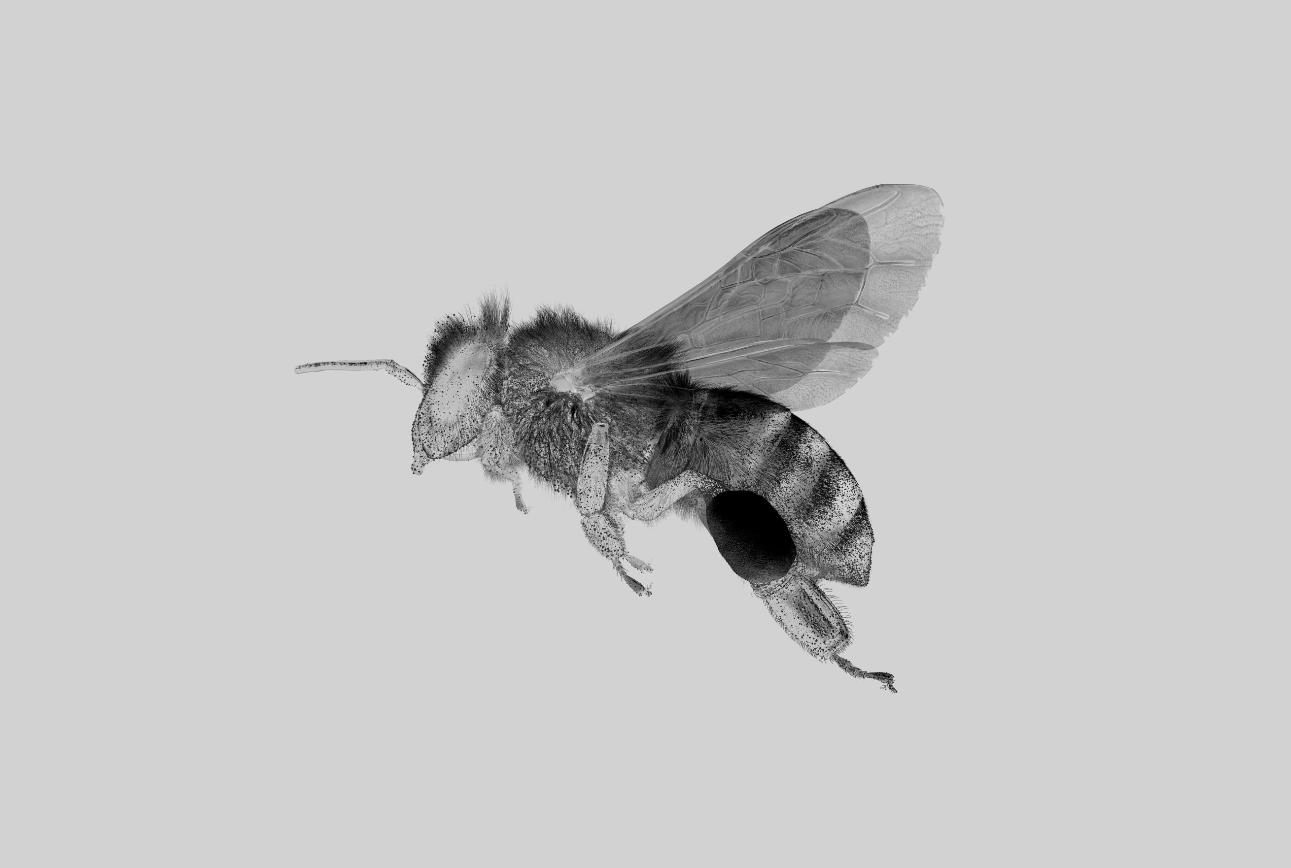 Bee SideProfile WITH Pollen PrintRes 300dpi 420x297mm B&W copy