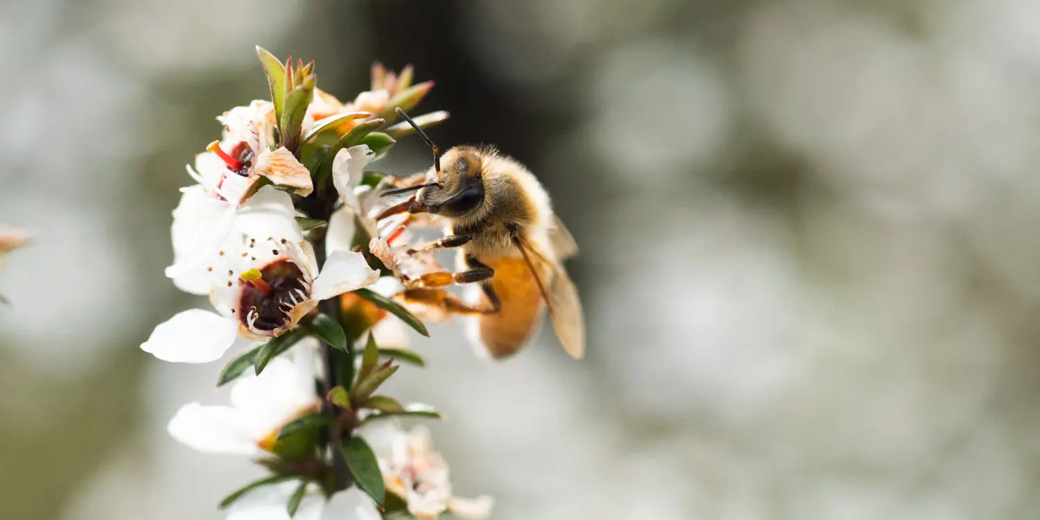 Manuka Flower and Honey Bee