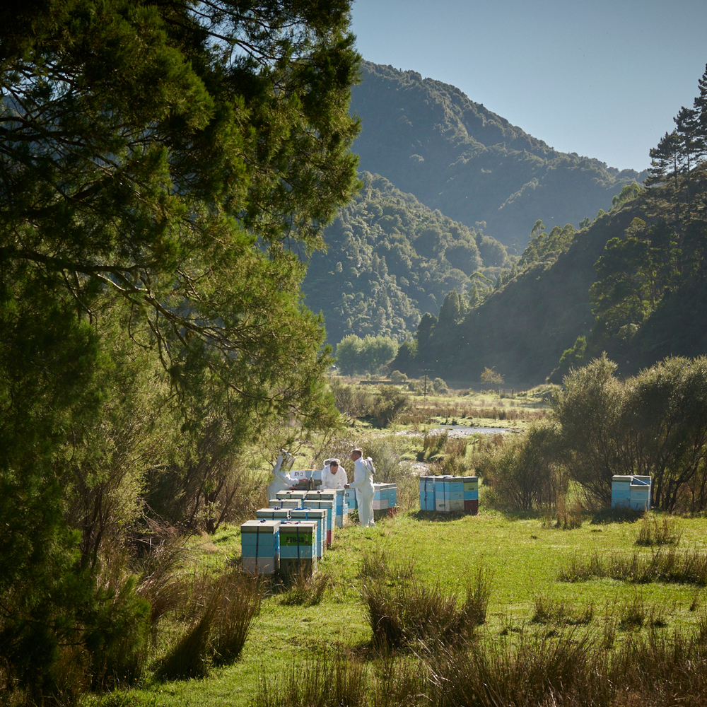 NZ_beekeeping_landscape