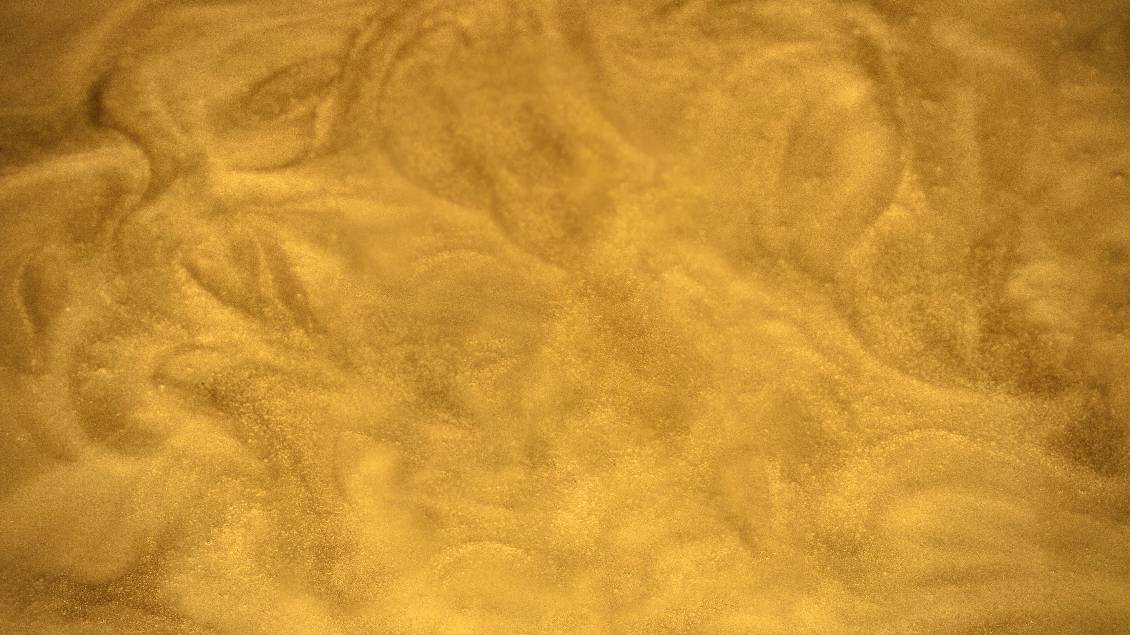 Mānuka Honey Pinnacle Harvest MGO 1600+