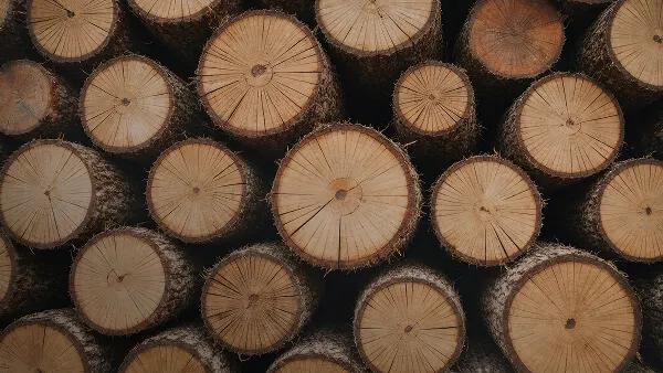 Nahaufnahme von mehreren gesägten Baumstämmen mit sichtbaren Jahresringen und natürlicher Holzstruktur.