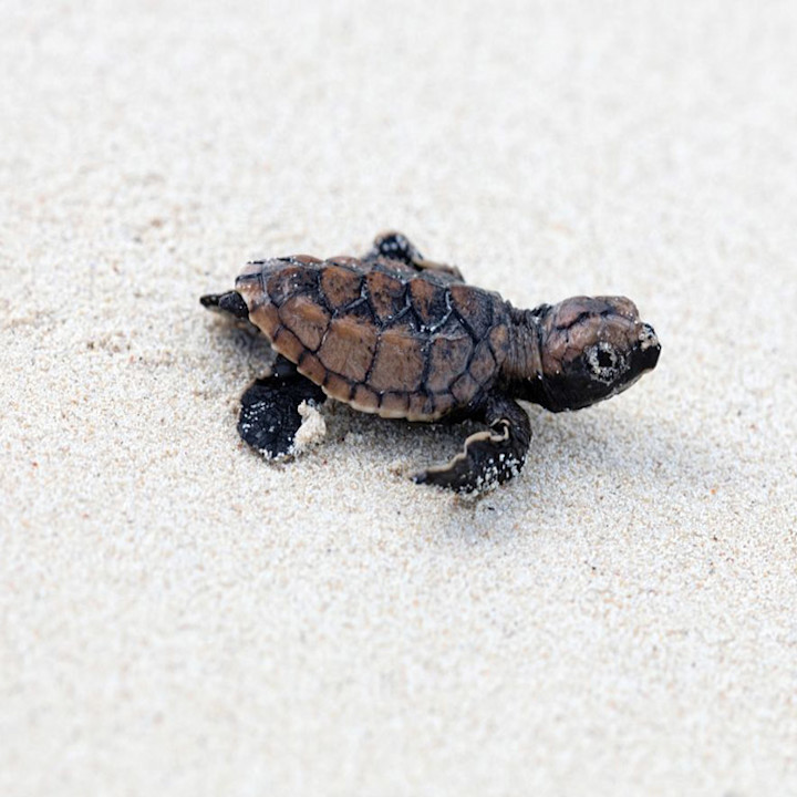 JBI - baby turtle