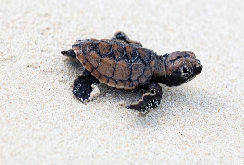JBI - baby turtle