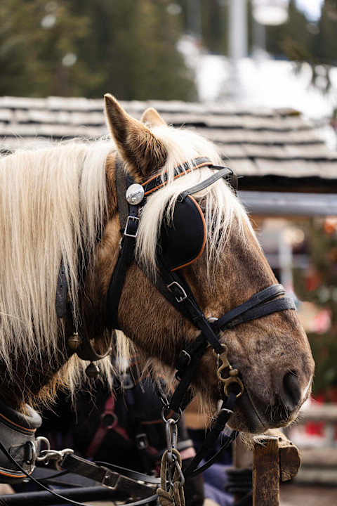 APG - Horse carriage