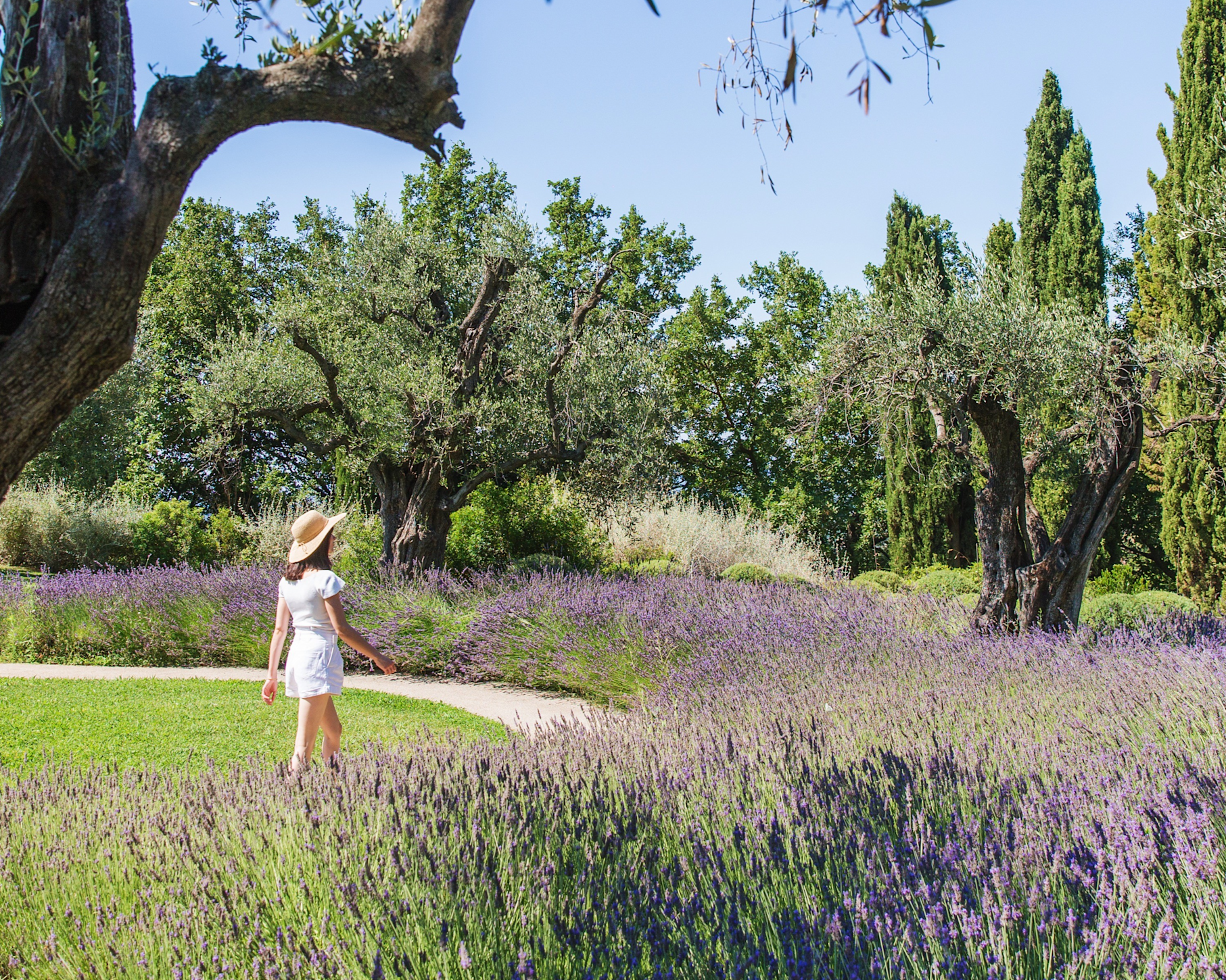 CSM - Lavander fields in the gardens