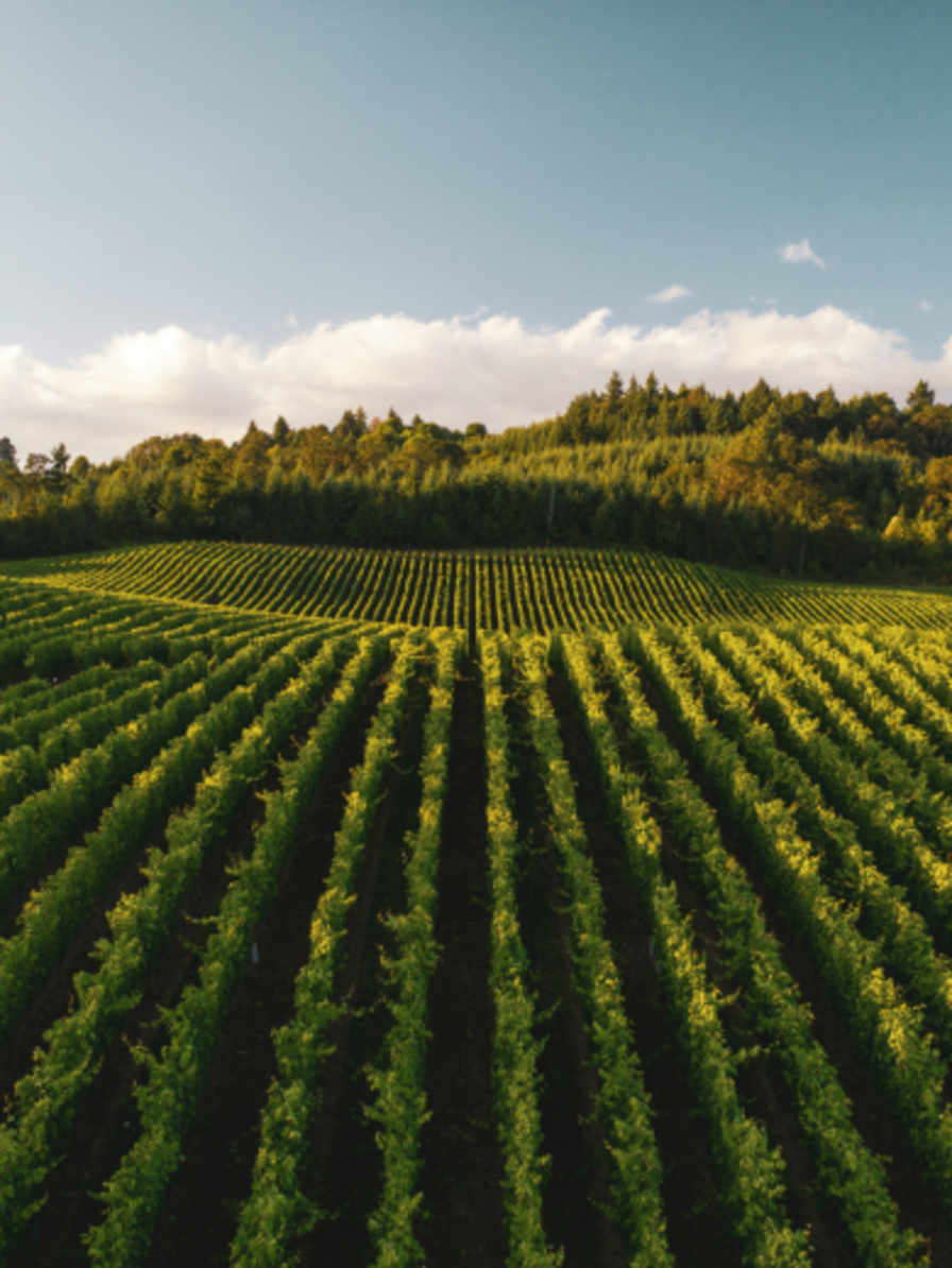 LBP - Week-end du Sommelier - Le millésime 2009