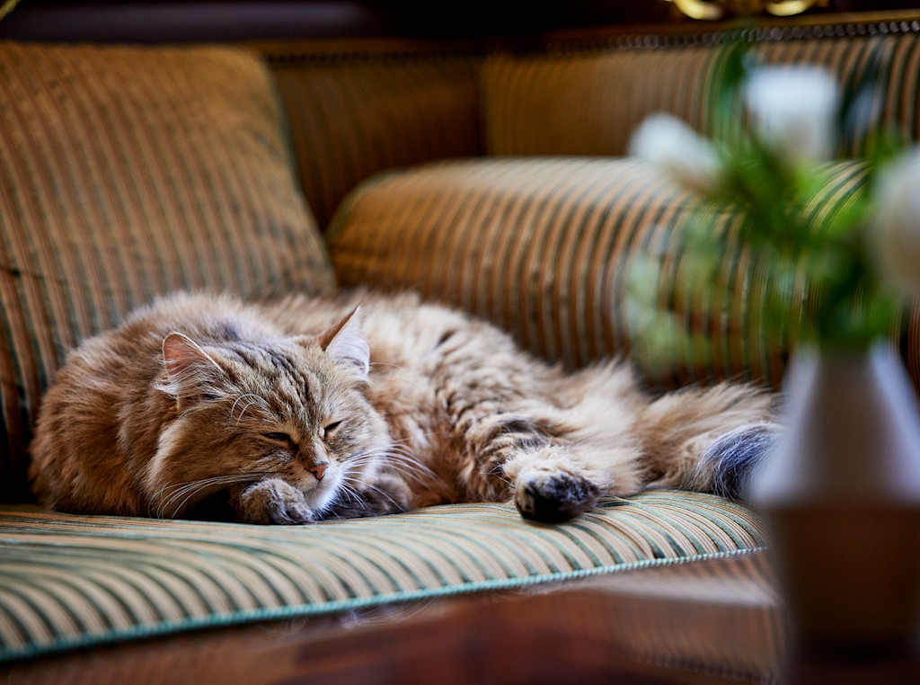 Lilibet - The Lanesborough