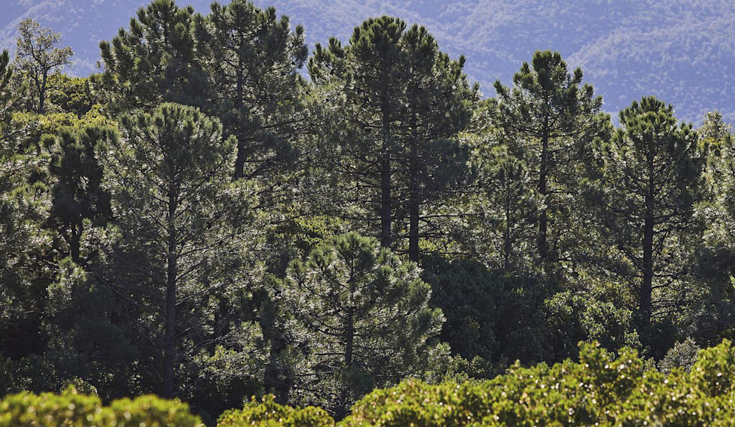 BPH - Forest - Nature