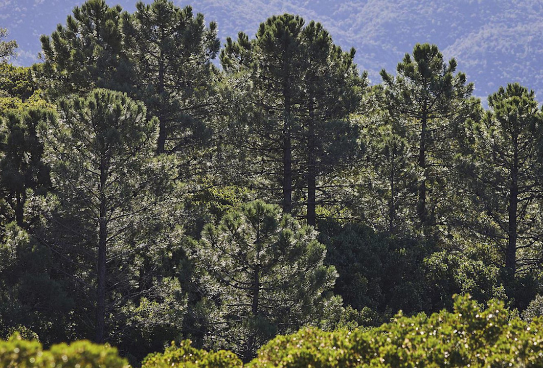 BPH - Forest - Nature