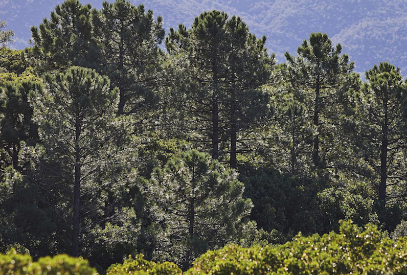 BPH - Forest - Nature