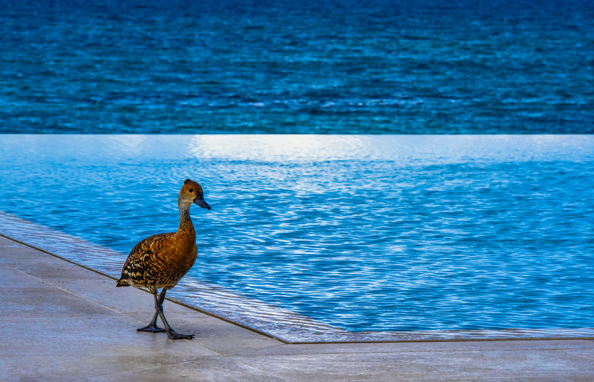 JBI-PrivateResidence-PureTurquoise-Duck