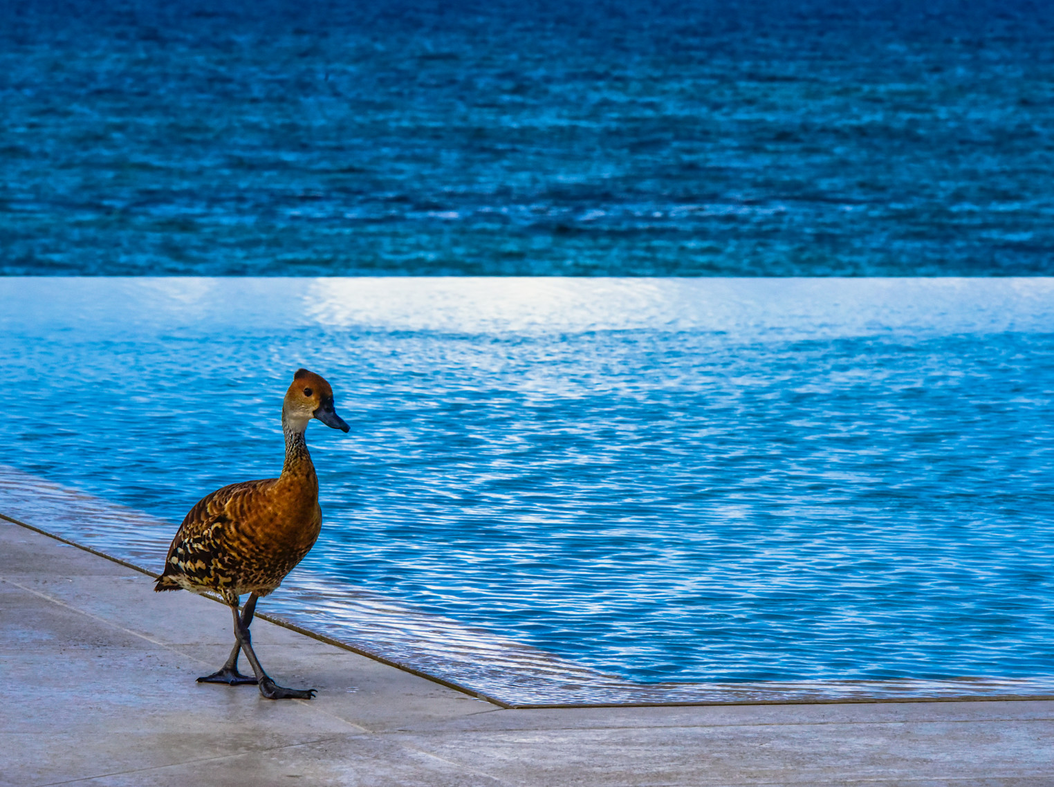 JBI-PrivateResidence-PureTurquoise-Duck