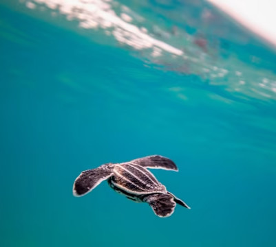 VIN - Destination page - Sea turtle ATV 
