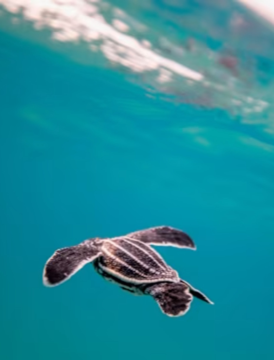 VIN - Destination page - Sea turtle ATV