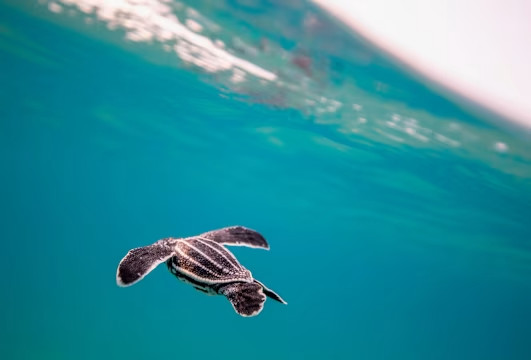VIN - Destination page - Sea turtle ATV 