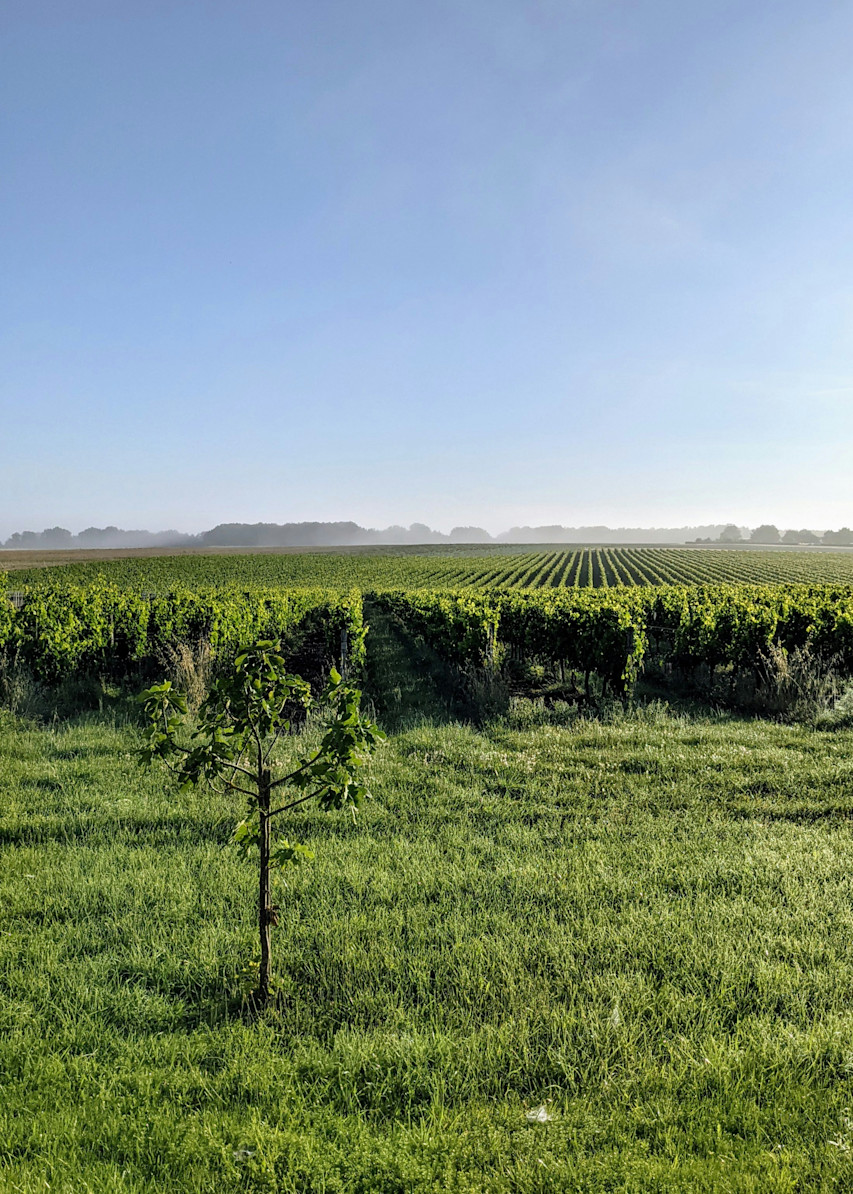 LBP - week end du sommelier pessac leognan