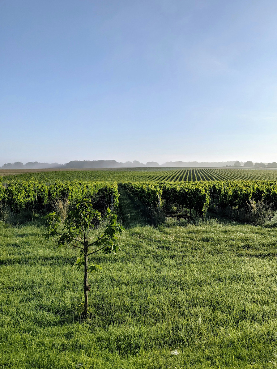 LBP - week end du sommelier pessac leognan