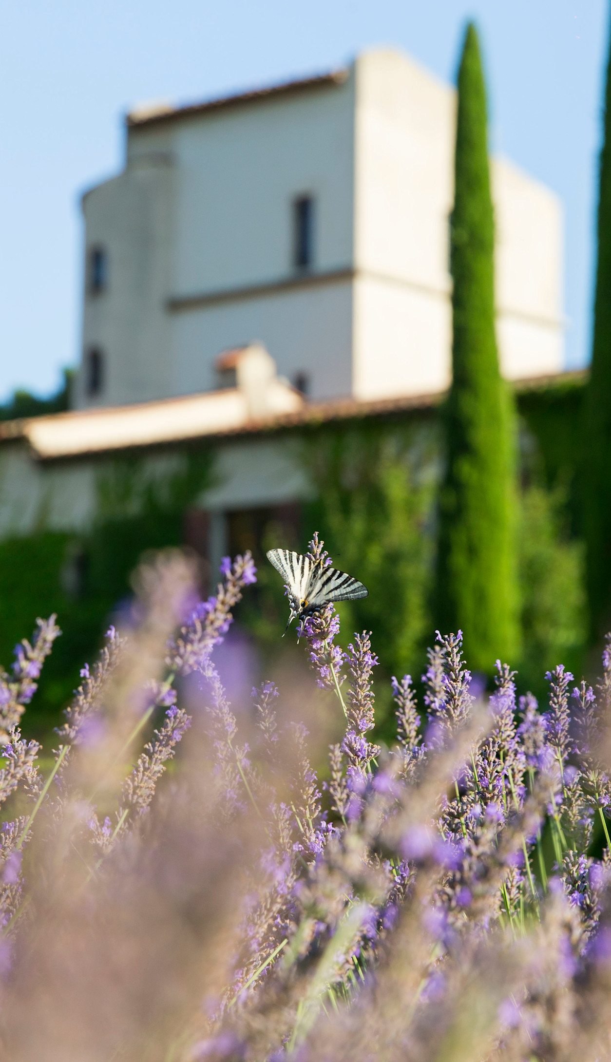 CSM - Lavender and Château