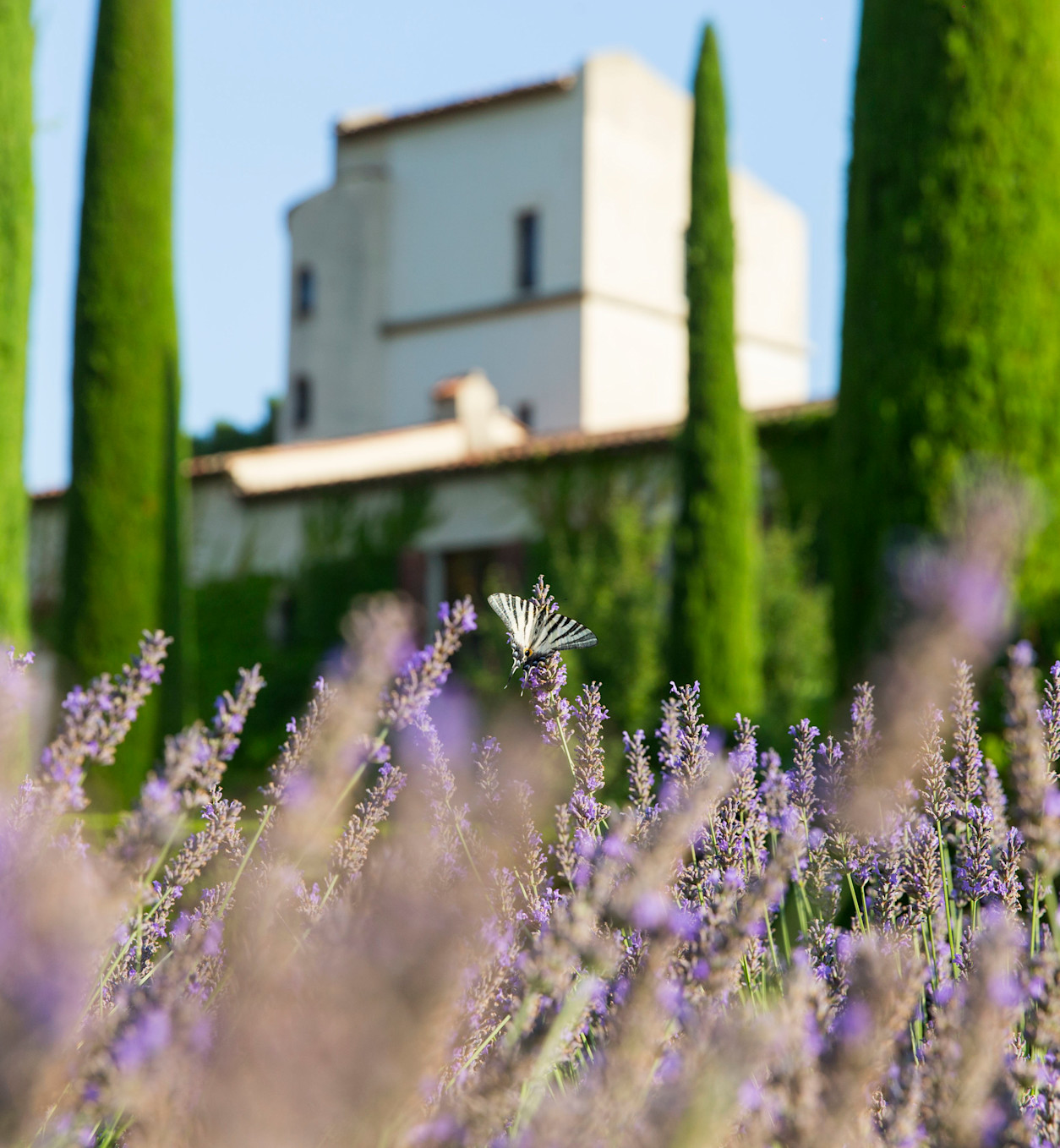 CSM - Lavender and Château