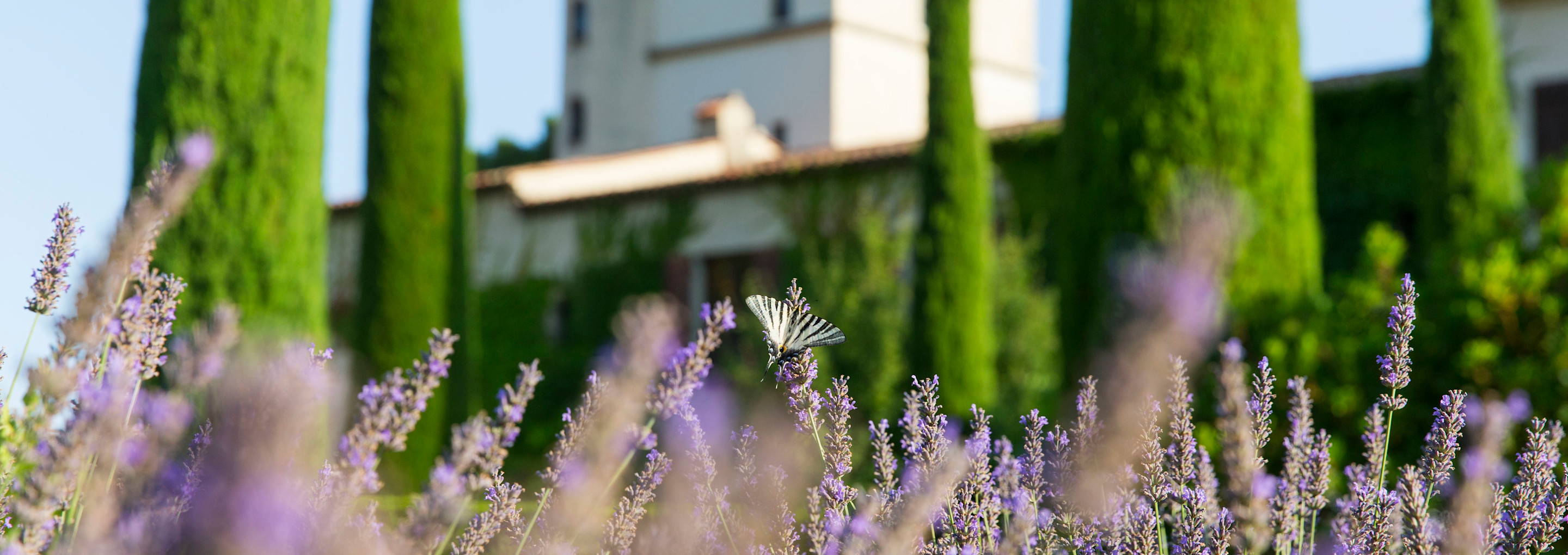 CSM - Lavender and Château