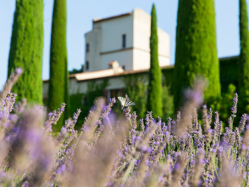 CSM - Lavender and Château