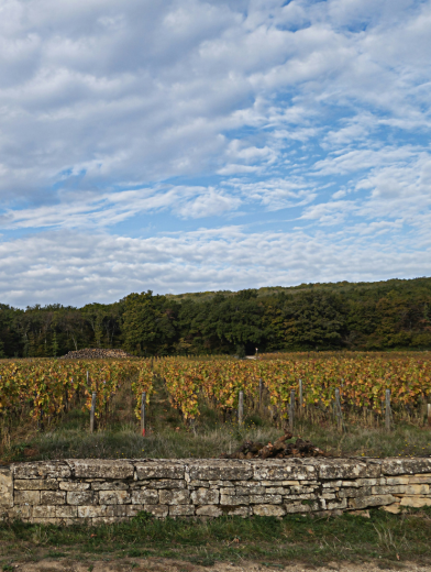 LBP - we du sommelier - cote de nuits