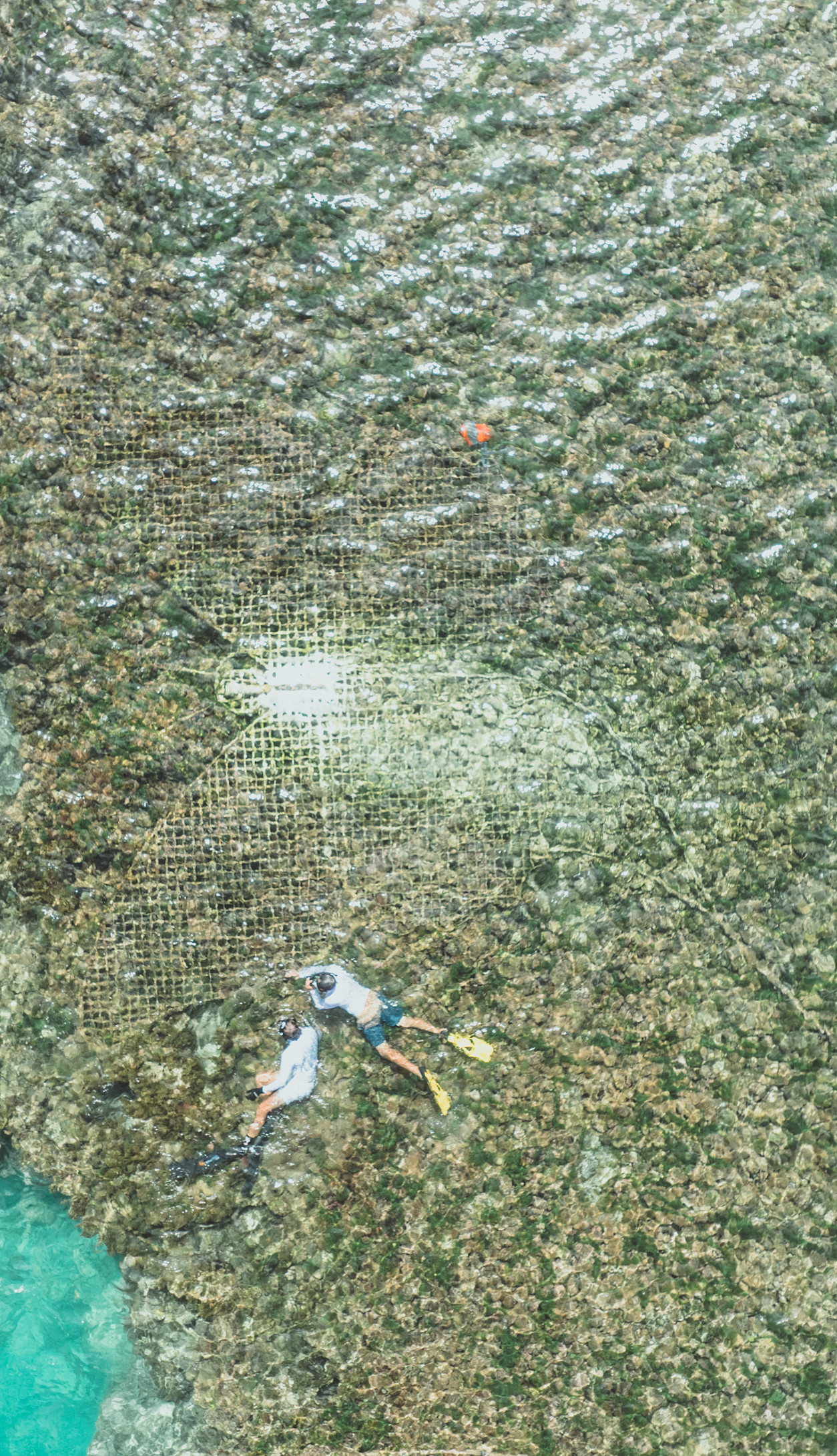 ERO - Sustainability - Corals