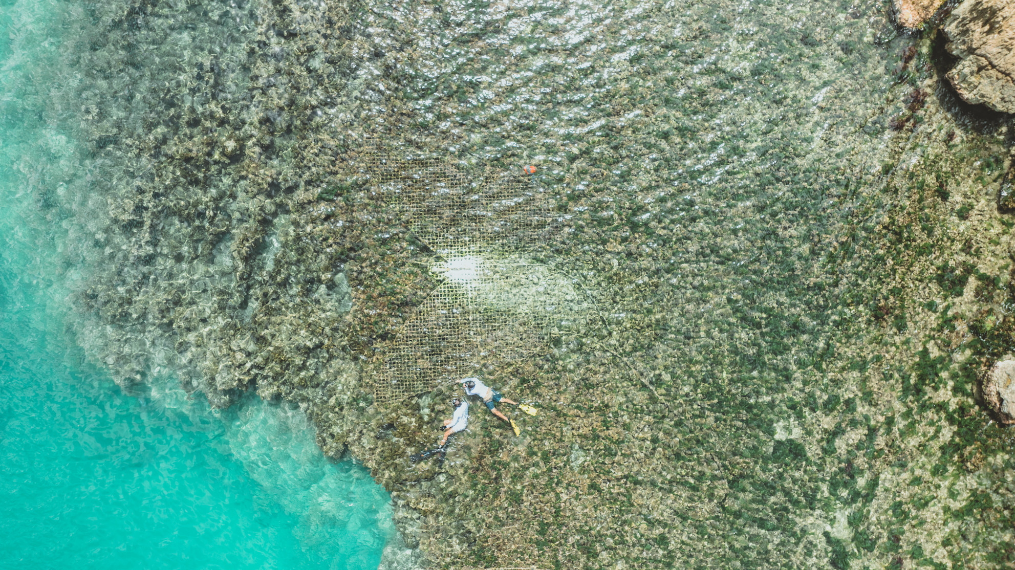 ERO - Sustainability - Corals