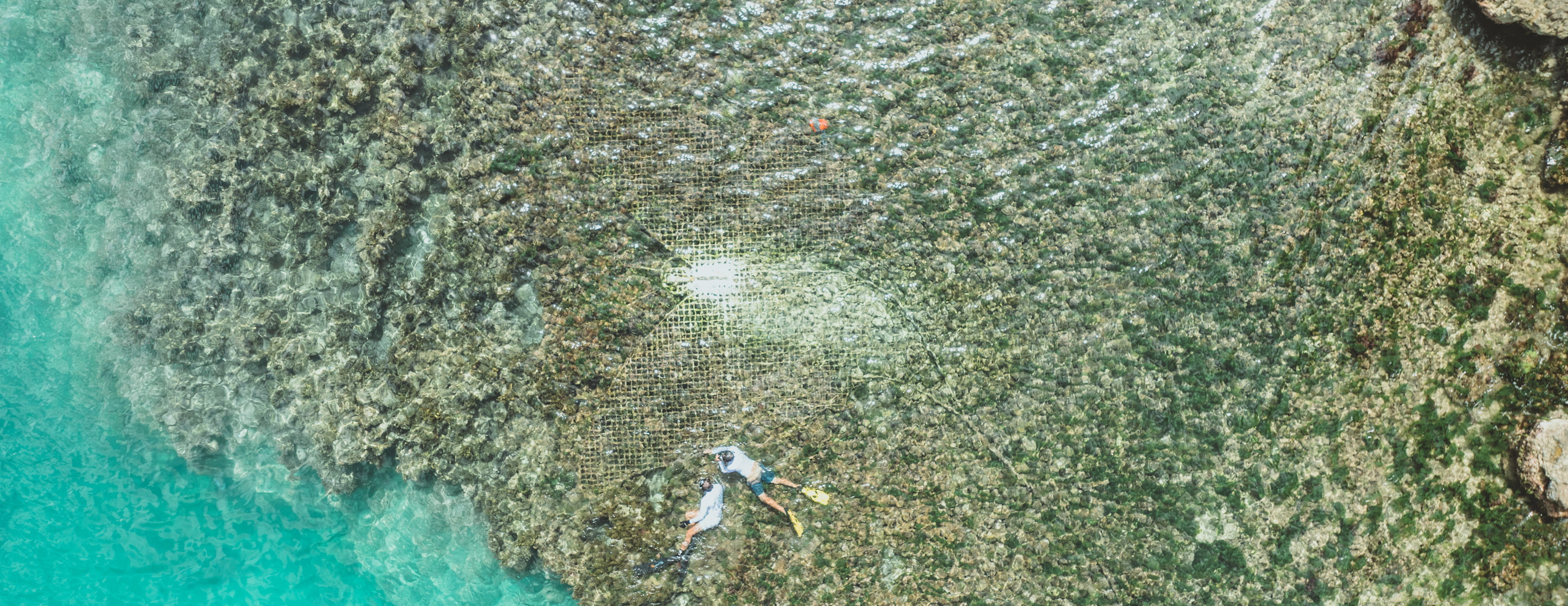 ERO - Sustainability - Corals