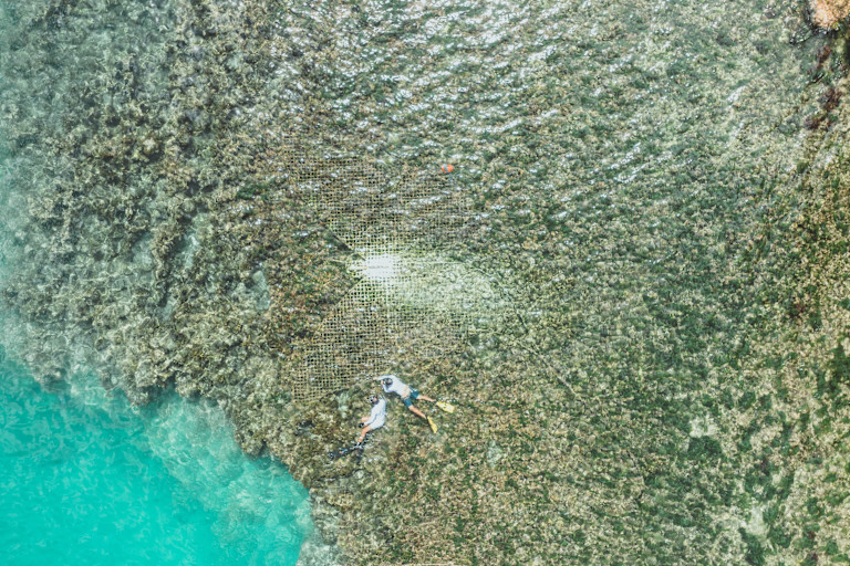 ERO - Sustainability - Corals