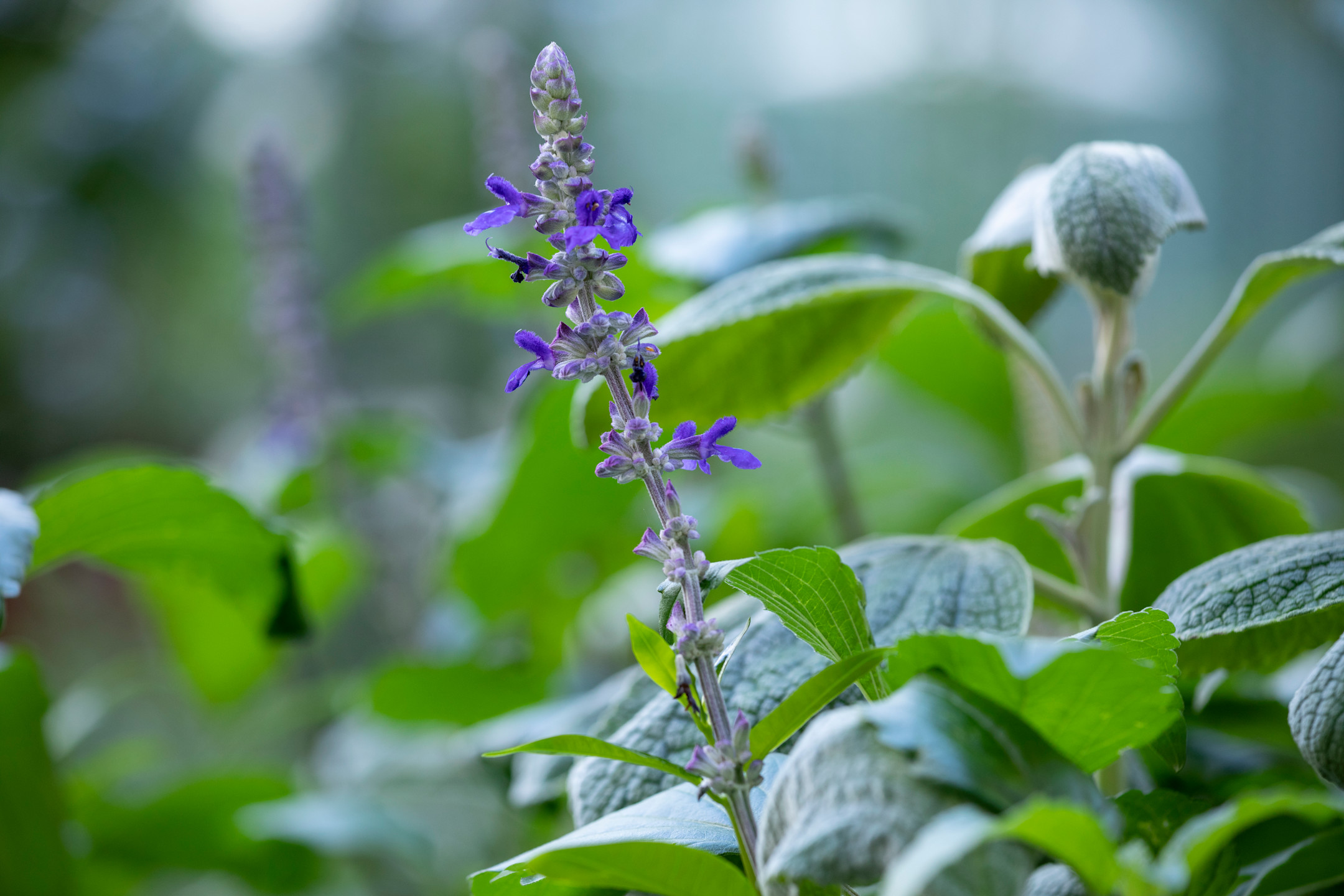 Le Bristol Paris -  Garden - © Marianne Majerus 