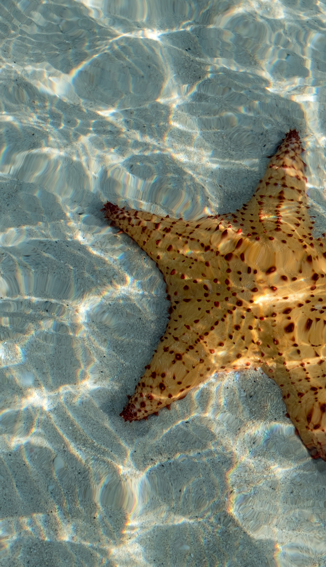 VNT - Wildlife Starfish